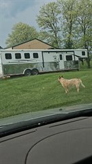 Used Horse Trailer