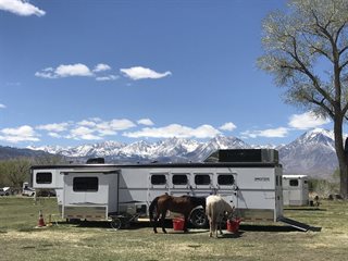 Used Horse Trailer